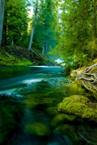 TheWonders ofMcKenzieCreekbyShastaOrtwein