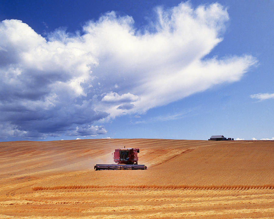 wheatharvesting-wheat-field-in-oregon-buddy-mays
